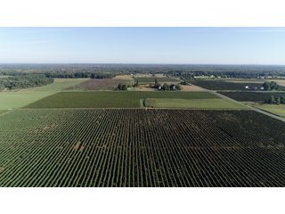 Van Buren County, Michigan Farmland - LAND AUCTION - 300+/- ACRES SPECIALTY CROP - GRAPES AND HOPS - OFFERED IN 8 TRACTS IN VAN BUREN COUNTY, MICHIGAN